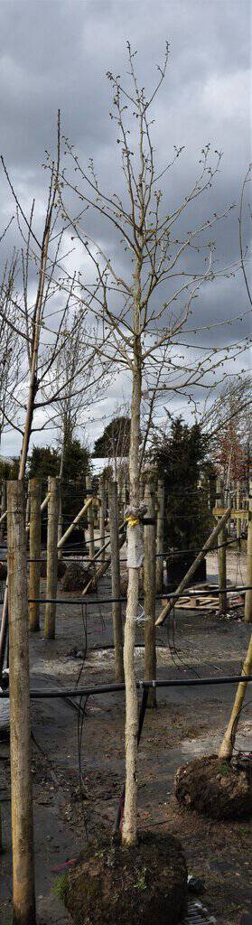 Corylus colurna 12-14 HS